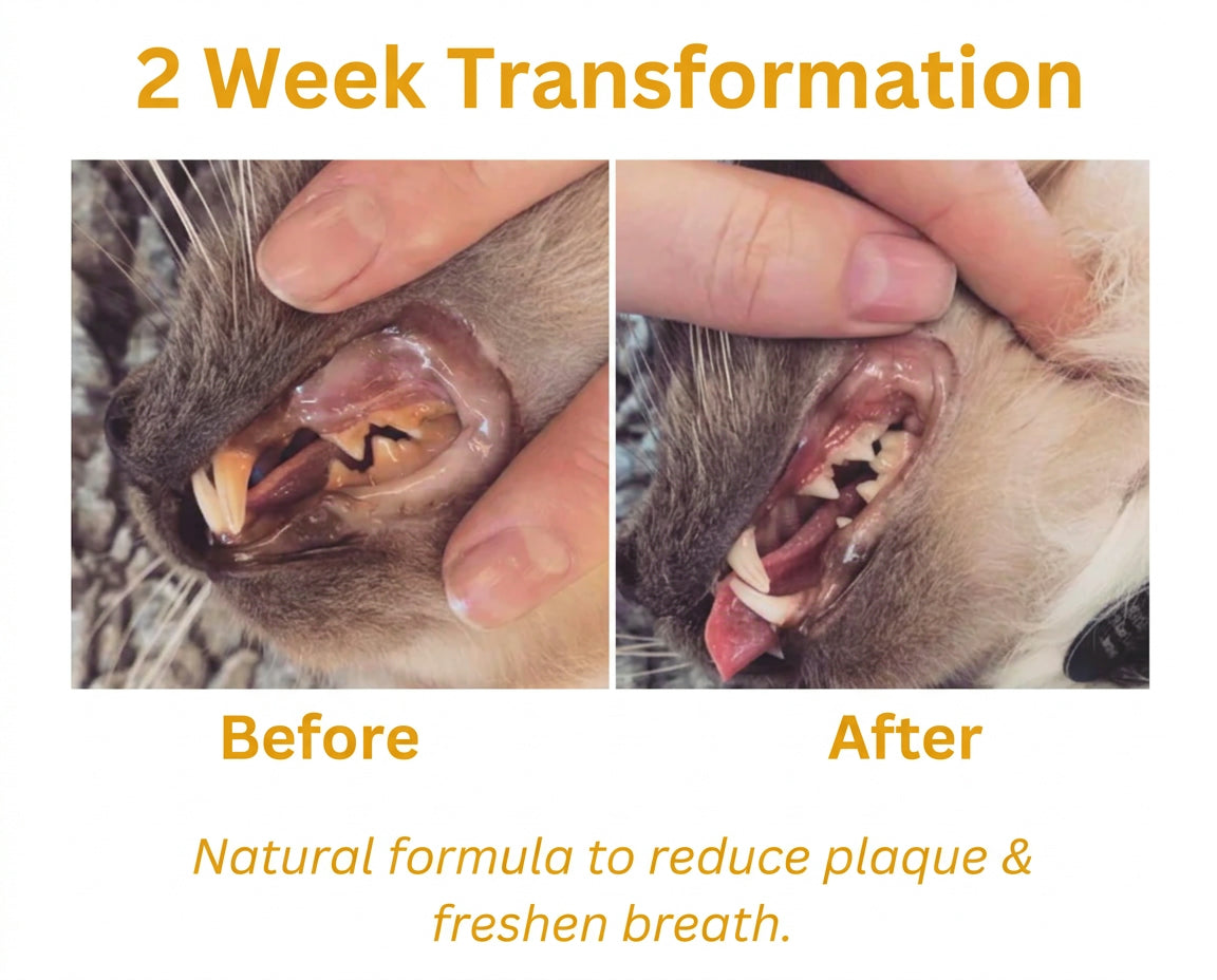 Reliq Dental Powder for Pets